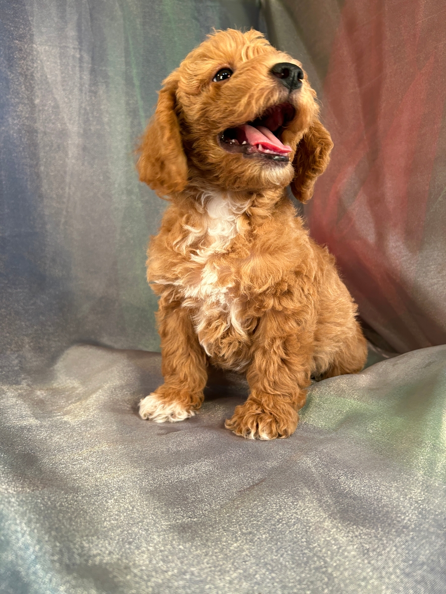 Male F1b Schnoodle Puppy for Sale DOB 8-30-2023 $1200